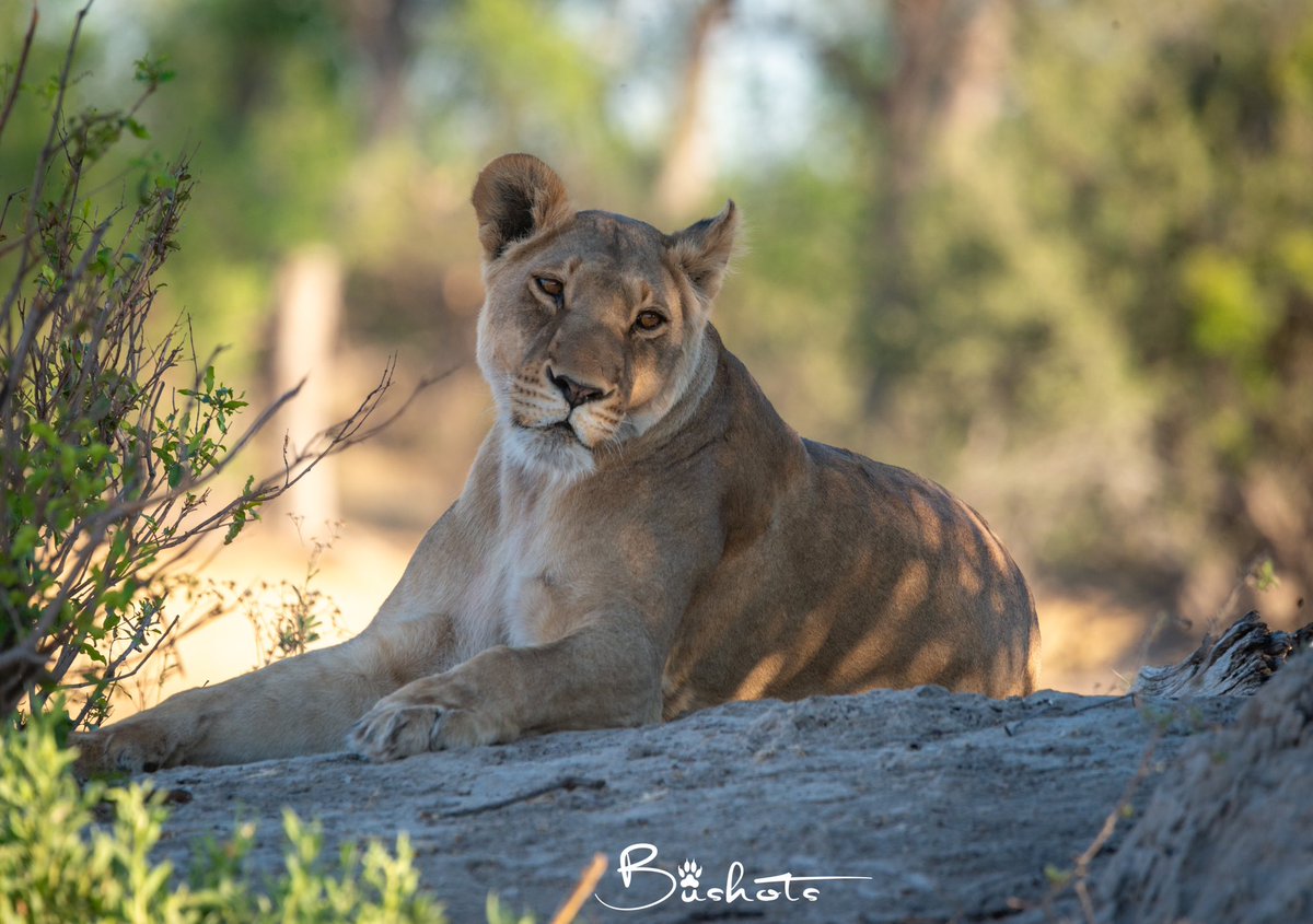 A gaze of direction as this mother watched her daughter curiously spoil all the hunting opportunities, wondering if the daughter picked a leaf from her endless lessons. #LionKingdom #OkavangoDelta #BushLife #FieldGuide #Nature #NaturePhotography #LionConservation #Lions