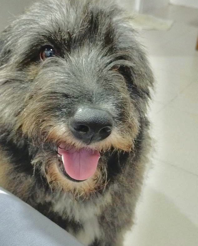 czarcasmmmmm's tweet photo. Dogs hold a special place in our hearts with their unwavering loyalty and boundless affection.

Thank you for listening to my stories and for being my outlet during hardtimes, my lobo 🩶

#mansbestfriend #loyalcompanion #animallover #petsarefamily #petsunconditionallove https://t.co/etJuJcgUBi