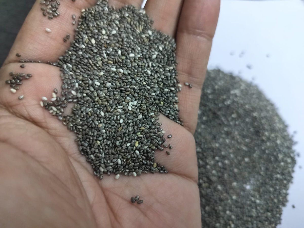 Indian-origin Sortex clean Chia seeds are now available for export! Contact us to get the best rates on these superfoods. Don't miss out on this opportunity to add these nutrient-rich seeds to your product line. 
M: +91 990-901-7962
E: superfoods@grownutricrops.com