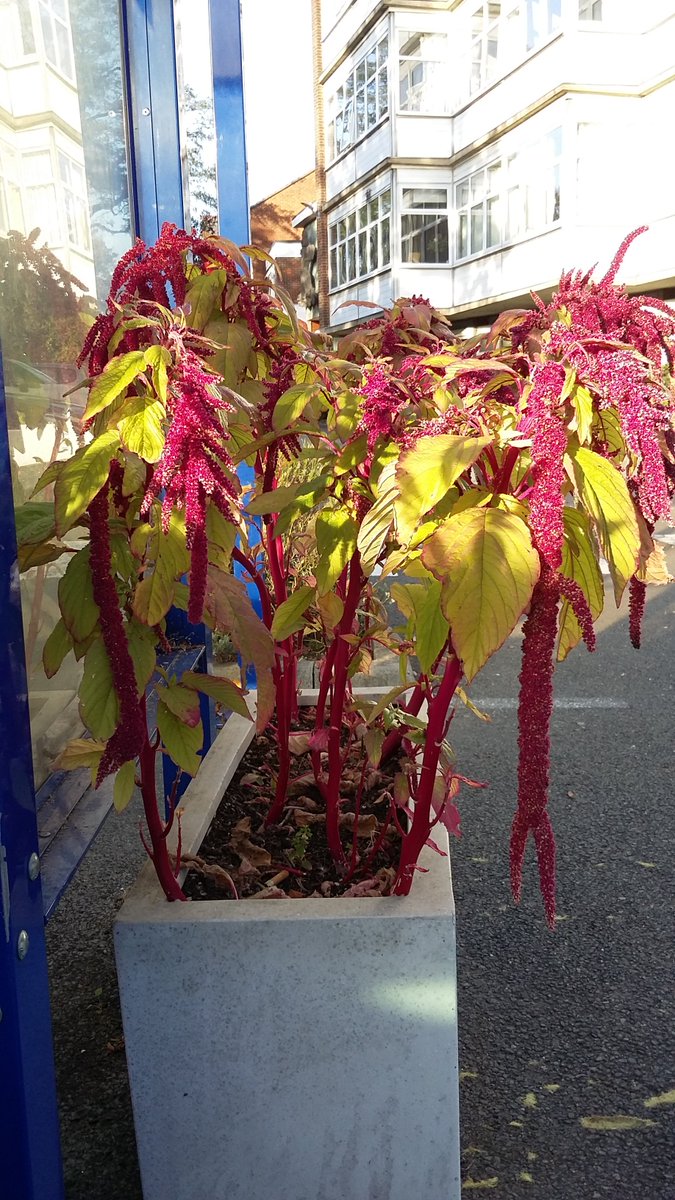 NicholasRWhite's tweet photo. The amaranthus is still going strong at St Christopher's @StChrisHospice - with praise from both patients and visitors. Otherwise known as love-lies-bleeding and tassel-flower, and enjoying the autumn sun ... https://t.co/NOzilbhCe2