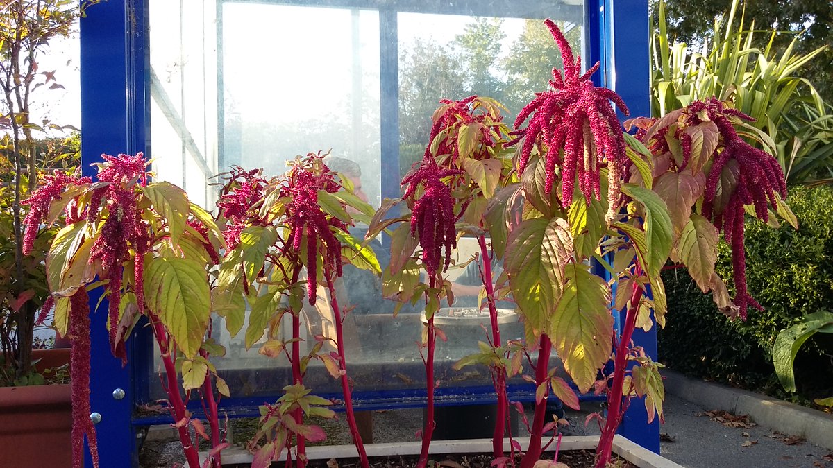 NicholasRWhite's tweet photo. The amaranthus is still going strong at St Christopher's @StChrisHospice - with praise from both patients and visitors. Otherwise known as love-lies-bleeding and tassel-flower, and enjoying the autumn sun ... https://t.co/NOzilbhCe2
