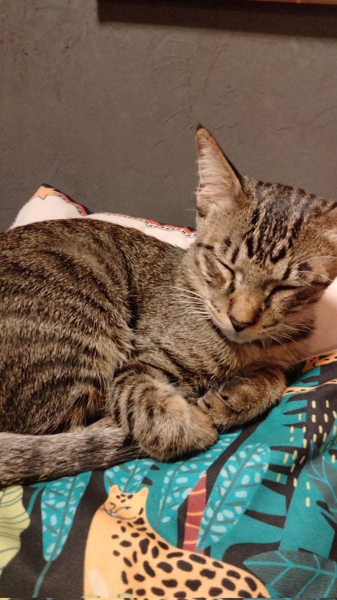 JamLeopard's tweet photo. Long time no tweet 🐦 btw I got a cat 😺 https://t.co/R5FwLToDJv