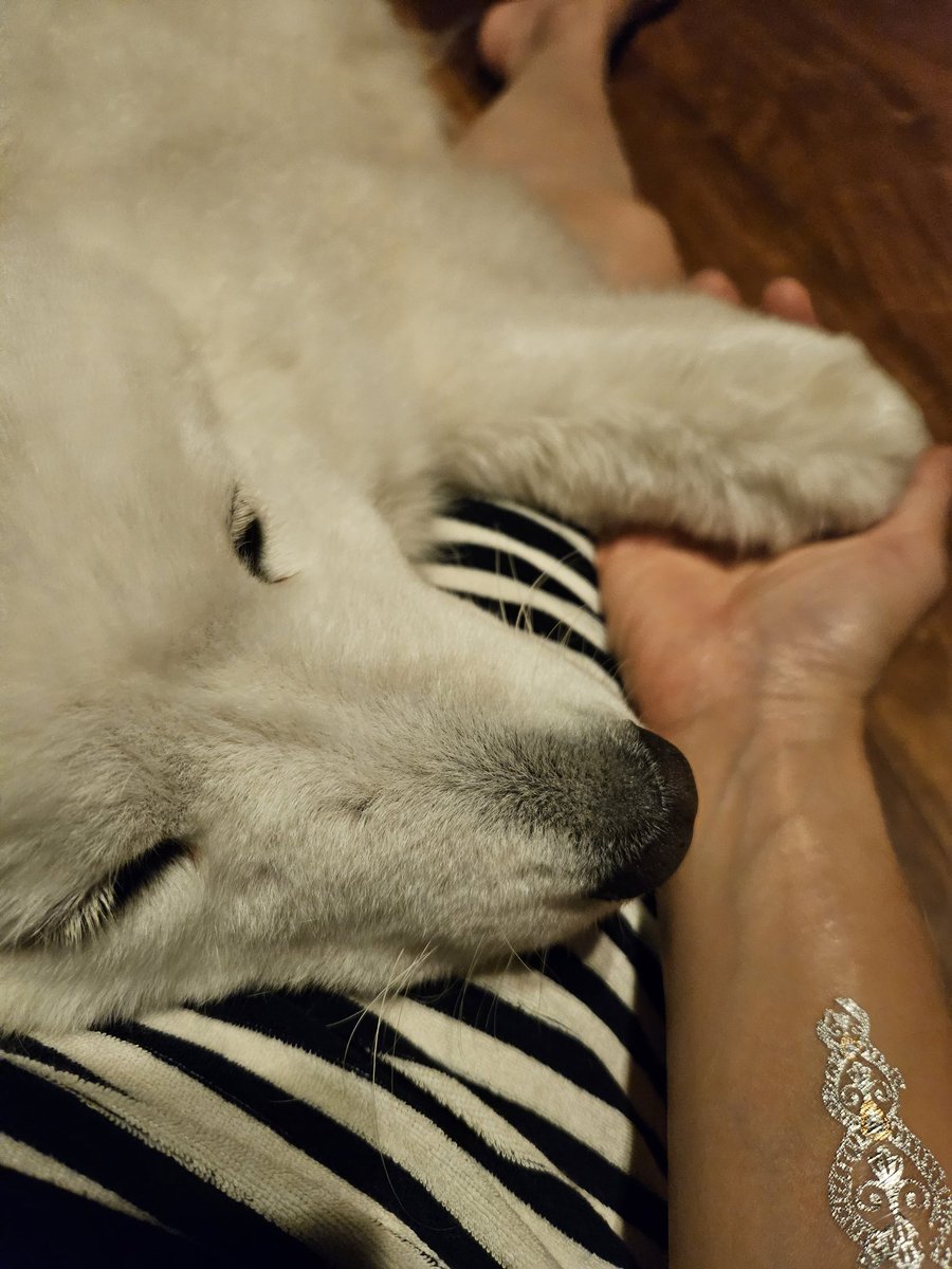 おててつないで寝るのです。

#サモエド
#サモエドポーラ
#samoyed