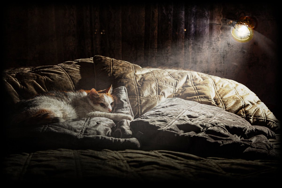 AnnunnA's tweet image. #VVI #VisuaaliviestinnänInstituutti #schoolproject #photography #CatPhotography #LilliTheCat #Mummelsson