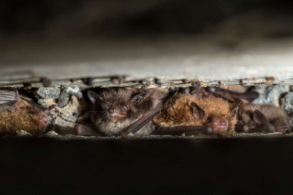 At least 12 #bat species occur in #WildPolesia, including the Greater Noctule, thought to be locally extinct & rediscovered after 85 years!
#AcousticMonitoring provides us with new data for the #conservation of these elusive animals. wildpolesia.org/blog/2023/08/1…
#BatAppreciationMonth