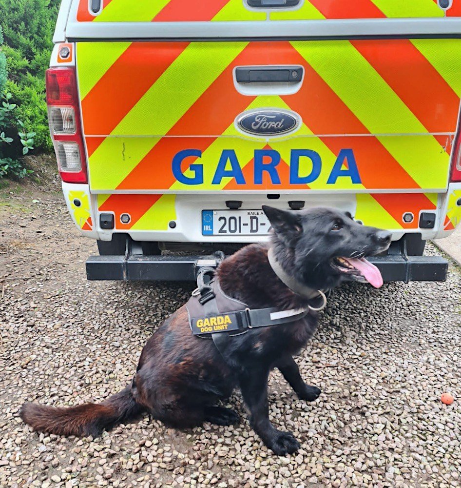 After a decade long career serving the people of Ireland, Laser hangs up his Garda harness this week and will retire in bliss at home in Cork with his best friend and handler, Garda Pat Harrington.

15/10 good boy! <a href="/dog_rates/">WeRateDogs</a> 

#KeepingPeopleSafe
