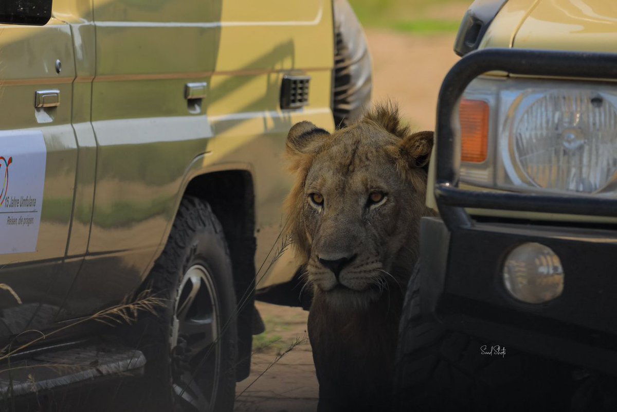 weare_dea's tweet image. Conservation initiatives are in place to protect and preserve the lion population in #QueenElizabeth National Park. 

This includes anti-poaching measures and community engagement programs.

#AreaCode256
