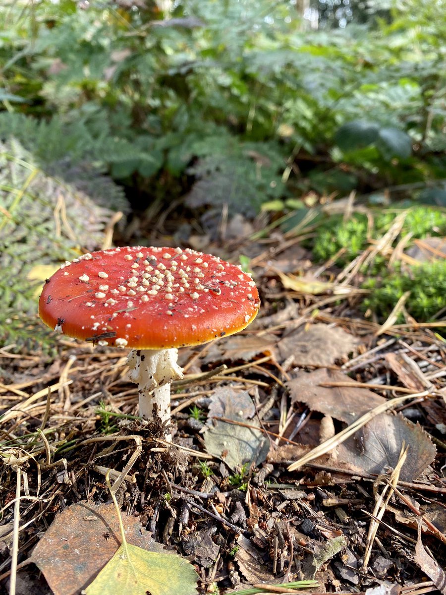 OpPADinVL's tweet photo. Heerlijk gewandeld langs de groene natuurloop in het Vagevuurbos bij Beernem. Leuk om die rode met witte stippen weer tegen te komen. #paddenstoel #vliegenzwam #wandelen https://t.co/6Hv6IKJRoK