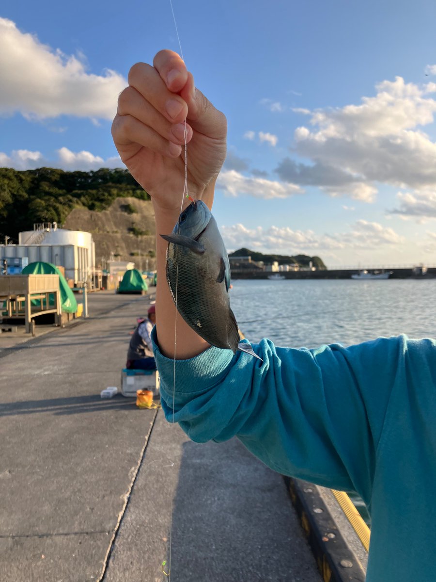 takuma410's tweet photo. 釣り、海、勝浦。
#アジ、も釣れた。この時期の#メジナ、は食べれない。冬のやつは食べれるらしい。暖かいと釣りしやすいが、釣れるのはもう少し寒くなってから。魚が何を食べてるか、#海藻、を食べてるかどうかで、魚も変わるらしい。#勝浦　#ソロキャンプ　#キャンプ　#キャンプ飯 https://t.co/aKmxtkNNuB