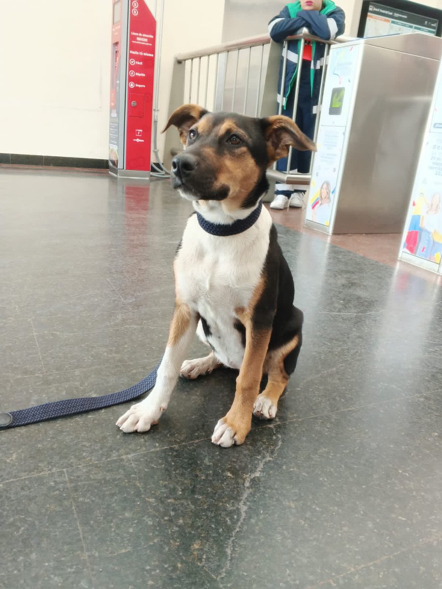 TransMilenio's tweet photo. En el Portal Tunal se encuentra este amigo peludo 🐶 por su apariencia y comportamiento se puede evidenciar que es de casa y se encuentra perdido, ���� ayúdanos a difundir para que regrese pronto a su hogar 🏡 🙌 https://t.co/XfsYMes1oS