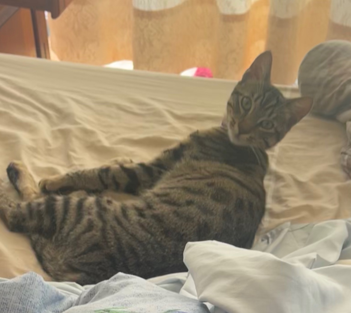 ines_jofre's tweet photo. #antofagasta Busco a mi Teo, salió ayer en la tarde y no volvió a la casa. Sector subida al parque ingles. Tiene 6 meses aprox y anda con un collar morado. Favor si alguien lo ve o ha visto avisar. #antofa #laperladelnorte #antofagasta #parqueingles https://t.co/m0VKrBSq4A