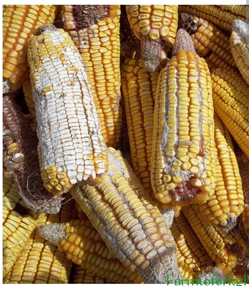 FarmToForkgh's tweet photo. Post-harvest losses cost Ghanaian farmers 20% to 50% of their produce, which is estimated to be worth $1.billion a year.
As a result, farmers earn less money, which drives the majority of them into poverty and hinders national initiatives to guarantee food security. https://t.co/tPk0PiX0Gi
