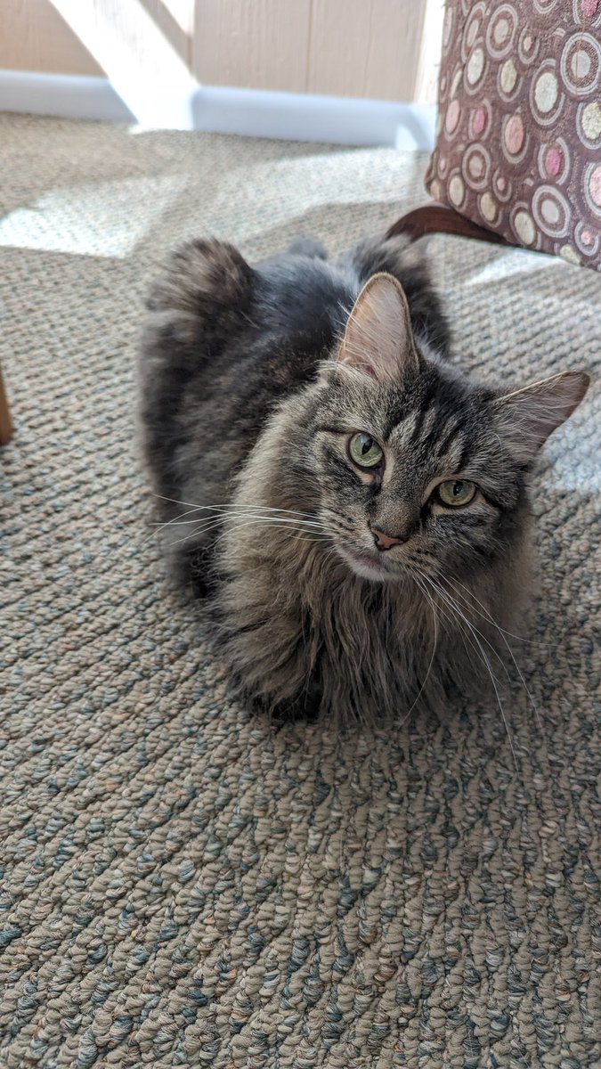 ProfessorsCat's tweet photo. #PhotoChallenge2023October 
Day 17: I wish I could do that over...
Looking cute &amp; adorable - oh wait, that is me every day. Nevermind 😹😹
Love to all that need it on this #WhiskersWednesday ❤️
- Izzy
#CatsAreFamily #KittyTwitter #CatsOfX #PrincessPuffLion https://t.co/NHFSz11dwM