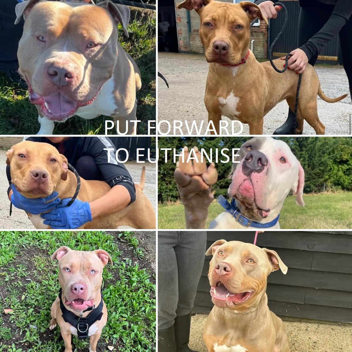 SheilaGarci2's tweet photo. 🆘🆘#Euthanising young, old &amp; healthy #dogs/companion animals NEEDS TO STOP.
It's happening #EVERY #DAY.
Government -NO IDEA  😴
#NORECORD. XL Bullies next on the list
Almost 10,000 signatures – but how difficult that's been!!
PLS RT &amp; SIGN PETITION🙏
https://t.co/As1S3uCzAz https://t.co/I3jMpnOTrI