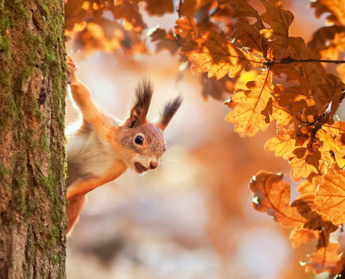 styroag's tweet photo. 🍂🍁🍂 Der Spätherbst hüllt die Landschaft immer öfter in eine zähe Nebeldecke. Umso mehr geniessen wir die wenigen Tage, an denen die Sonnenstrahlen noch durchbrechen. Was gibt es im Herbst Schöneres, als bei einem Waldspaziergang durch das raschelnde Laub zu schlendern? Die Eichhörnchen sammeln die letzten Haselnüsse, um sich auf den Winterschlaf vorzubereiten. Schnell huschen sie über den Weg und klettern geschickt die Baumstämme hinauf. Von dort schauen sie frech auf uns herab. 🍂🍁🍂

Unser #styroval pro "Feelings" Squirrel #newsletter wurde heute an alle Papeterien in der #schweiz verschickt. Die aktuelle Schubladenbox wird bis zum 30. November 2023 in den Schaufenstern der teilnehmenden Papeterien ausgestellt.

https://t.co/nhJnjusPpr

‼️‼️‼️Sollten Sie als #Papeterie keine Aktionsmail von uns erhalten haben, schreiben Sie uns bitte hier eine Nachricht. ‼️‼️‼️

#swissmade #officemanagement #bürobedarfliebe #Bürobedarf #styro #büroartikel #Dokumentenablage #papierablage #tischablage #ordnungssystem #Schubladenbox #ordnungsliebe #eichhörnchen #squirrels