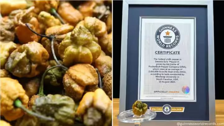 IndianExpress's tweet photo. 🌶Spice alert: 'Pepper X' achieves #GuinnessWorldRecord as the hottest pepper ever
Read here👇🏽
#chillipepper #worldrecord #hottestchilli
https://t.co/GTeLJRTIIz https://t.co/SLIgOoR0HK