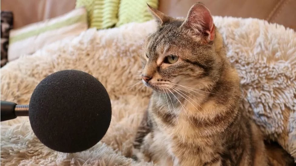 5to5 @RadioHumberside song: Bella the cat breaks 'loudest purr' world record - song ideas, please? tinyurl.com/222ecs6a