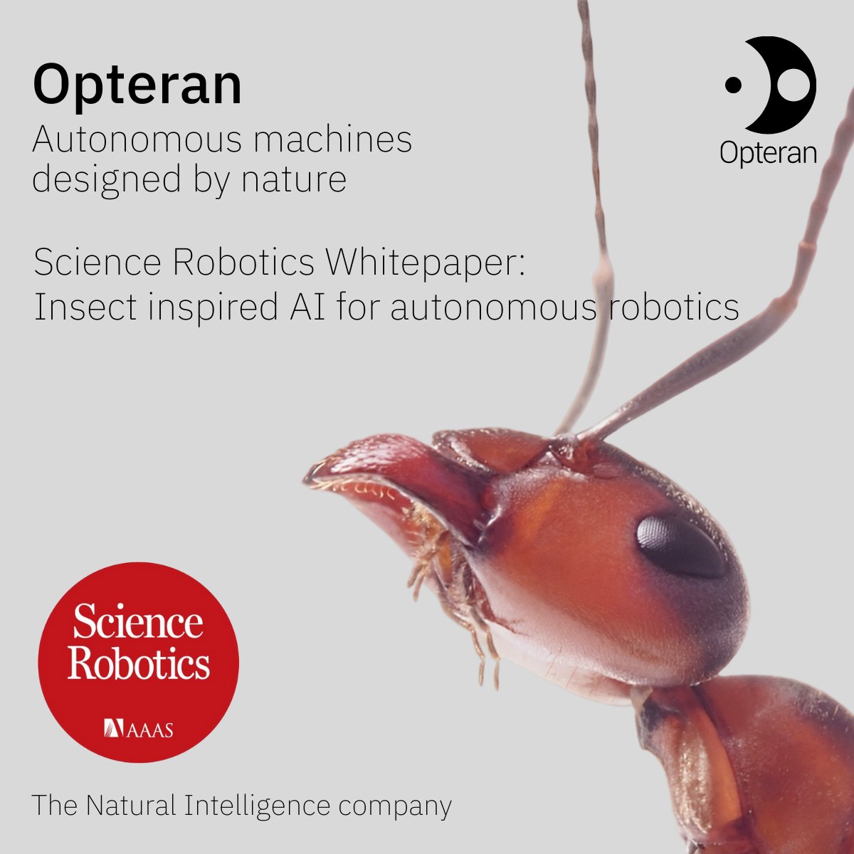 Now freely available! @Opteran's white paper on insect inspired autonomy published in Science Robotics by the American Academy for the Advancement of Science 🐜🪲🦗science.org/doi/abs/10.112… @sciencemagazine #naturalintelligence #deeptech #autonomoussystems #research