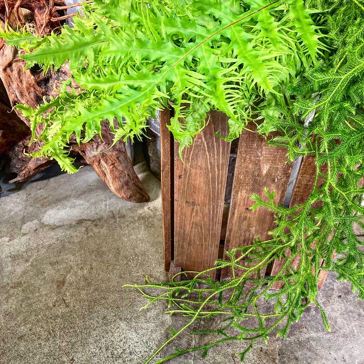 SHOParcobaleno's tweet photo. #ヒカゲノカズラ✴︎#Lycopodium clavatum/学名
属性:ヒカゲノカズラ科/属
#花言葉: #思い出
#語源:地上を這うつる性の茎を蔓に見立て
日陰に多く自生することから
✴︎4.2億年前の体制を保つ #世界最古 の
#生きた化石植物
✴︎#薬草/生薬 #medicinalherbs
#plants #nature #神聖 https://t.co/wMDCtzCCwg