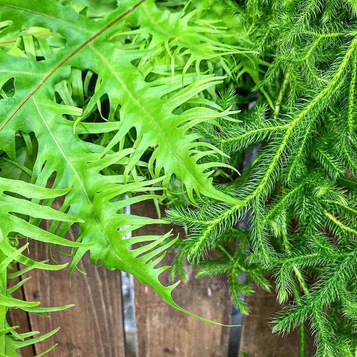 SHOParcobaleno's tweet photo. #ヒカゲノカズラ✴︎#Lycopodium clavatum/学名
属性:ヒカゲノカズラ科/属
#花言葉: #思い出
#語源:地上を這うつる性の茎を蔓に見立て
日陰に多く自生することから
✴︎4.2億年前の体制を保つ #世界最古 の
#生きた化石植物
✴︎#薬草/生薬 #medicinalherbs
#plants #nature #神聖 https://t.co/wMDCtzCCwg