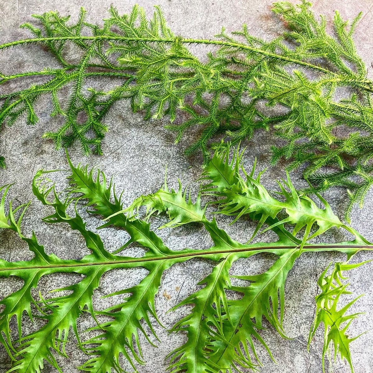 SHOParcobaleno's tweet photo. #ヒカゲノカズラ✴︎#Lycopodium clavatum/学名
属性:ヒカゲノカズラ科/属
#花言葉: #思い出
#語源:地上を這うつる性の茎を蔓に見立て
日陰に多く自生することから
✴︎4.2億年前の体制を保つ #世界最古 の
#生きた化石植物
✴︎#薬草/生薬 #medicinalherbs
#plants #nature #神聖 https://t.co/wMDCtzCCwg
