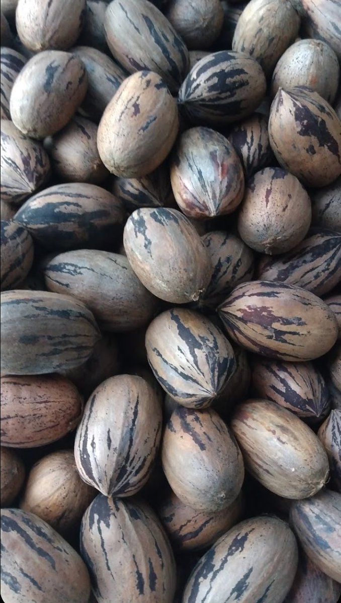 Good morning! Had a pretty good haul, picking up pecans, now to crack and shell them. Do you eat pecans?
#goodmorning #ThePhotoHour #nuts
#FoodSystems #wednesdaythought 
#pecanpie #behumble #bekind