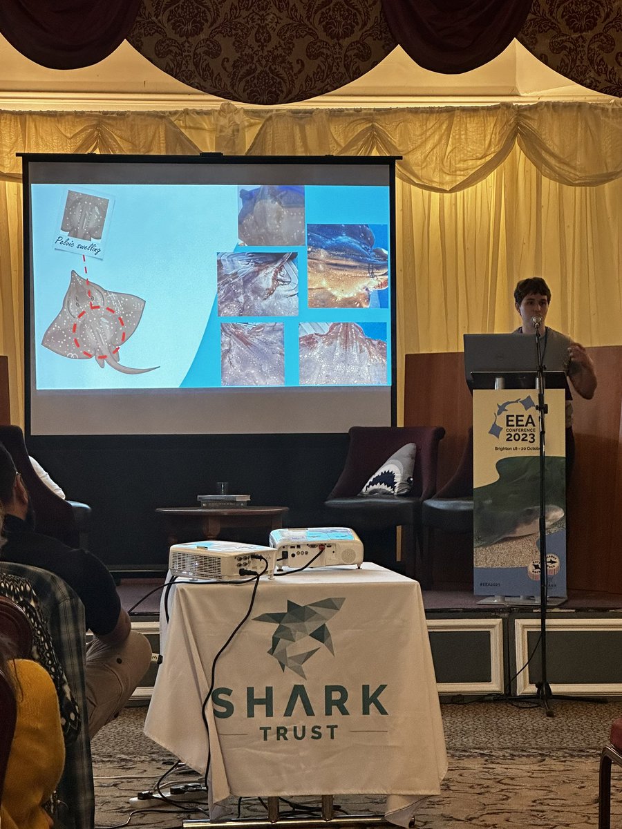 Hannah Rudd (@hannahsrudd) on Twitter photo Next up we have <a href="/r_mawer/">Rachel Mawer</a> presenting about flapper skate in the Hebrides! Great to hear more on how recreational angler citizen scientists are helping with photo ID that is informing knowledge of flapper skate reproductive behaviour #EEA2023 Next up we have <a href="/r_mawer/">Rachel Mawer</a> presenting about flapper skate in the Hebrides! Great to hear more on how recreational angler citizen scientists are helping with photo ID that is informing knowledge of flapper skate reproductive behaviour #EEA2023