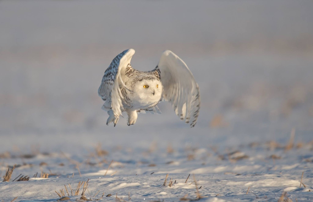 Who needs to visit a galaxy far, far away when you can spot Tie Fighters wing pose of a Snowy owl right in our snowy backyards? 🌬️✨ These majestic Snowy owls are often found in the fields around my house from December to March every year. ❄️🦉 #owl #birdofprey #snowyowl