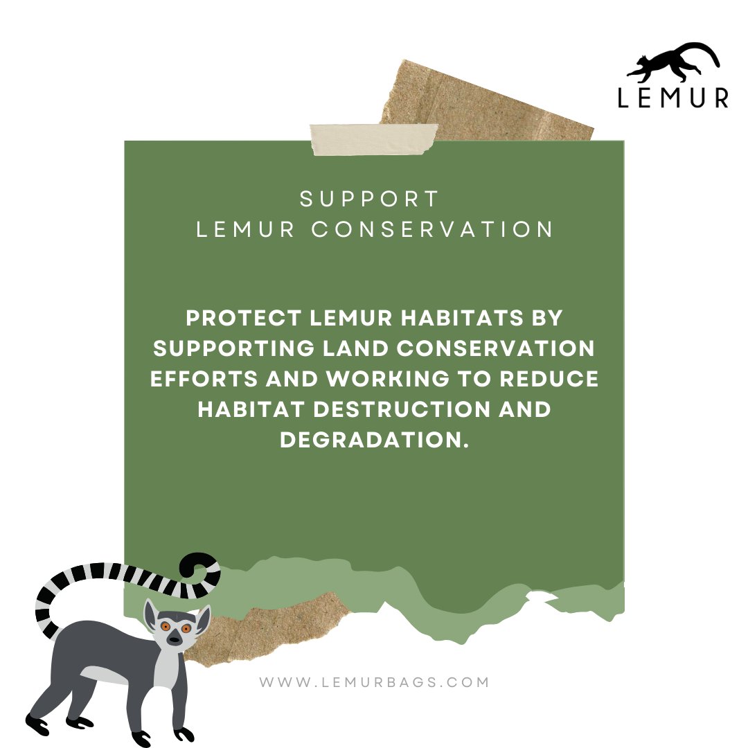 LemurStyle's tweet photo. Support Lemur Conservation by championing land preservation and fighting against habitat destruction. Together, we can safeguard the homes of these incredible creatures and ensure a thriving future for lemurs in Madagascar and beyond.

 🌐 https://t.co/lwIazlvNYp https://t.co/haX3kBFRp4