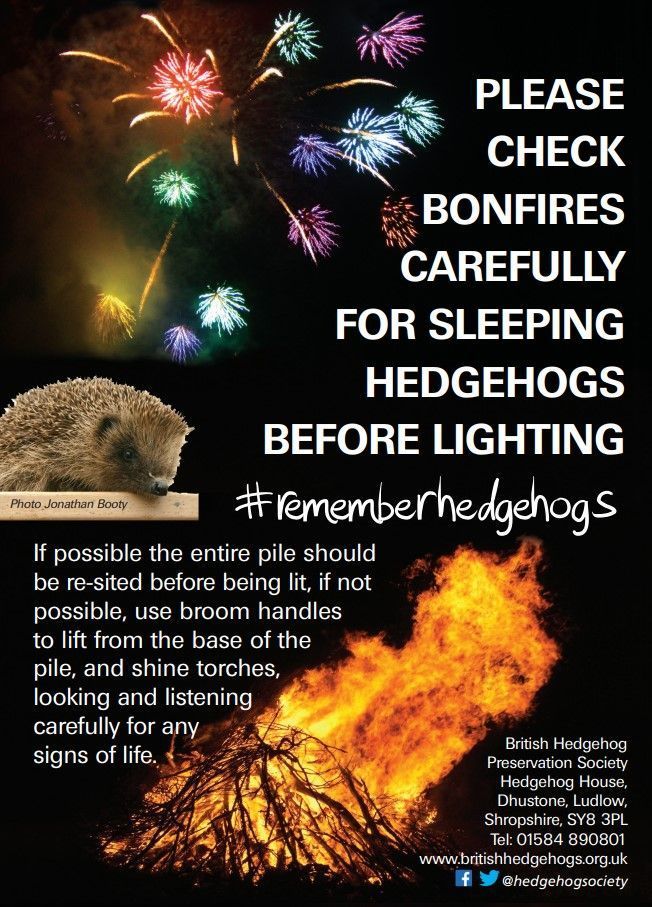 With #Halloween &amp; bonfire night fast approaching, we're urging anyone who's building bonfires to only do so on the day they are to be lit!

This simple step can help save #hedgehogs and other #wildlife from appalling suffering. 
🦔 🍂 🔥 

❗ Please share to make aware ❗