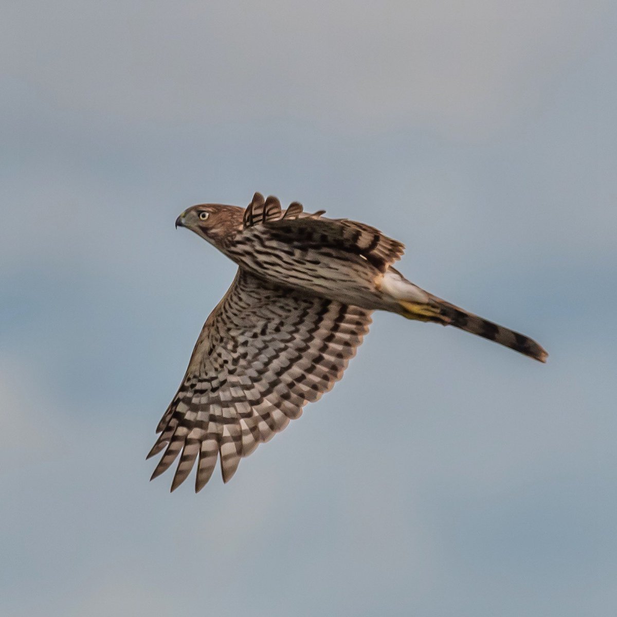 JamesFalletti's tweet photo. Gotta love #Hawk #Migration Season!

Cooper’s Hawk 
🔎 Accipiter cooperii

#TwitterNatureCommunity #birdphotography #BirdTwitter #BirdsSeenIn2023 #BirdsOfTwitter #NaturePhotography #ornithology #bridsofprey #raptors #Nikon @mybirdcards @nature_org https://t.co/dbVOPHSHSh
