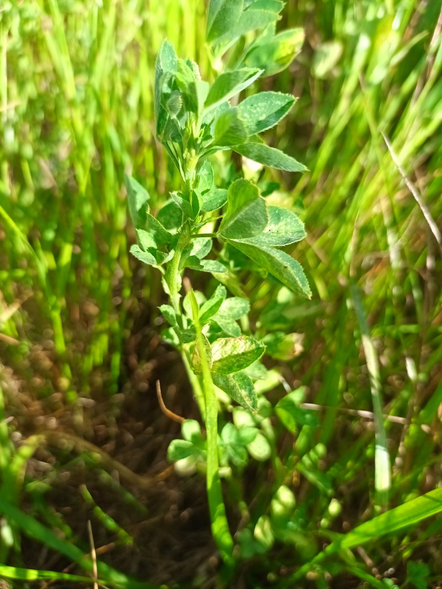 Ataque de Halticus pygmaeus en alfalfa.
