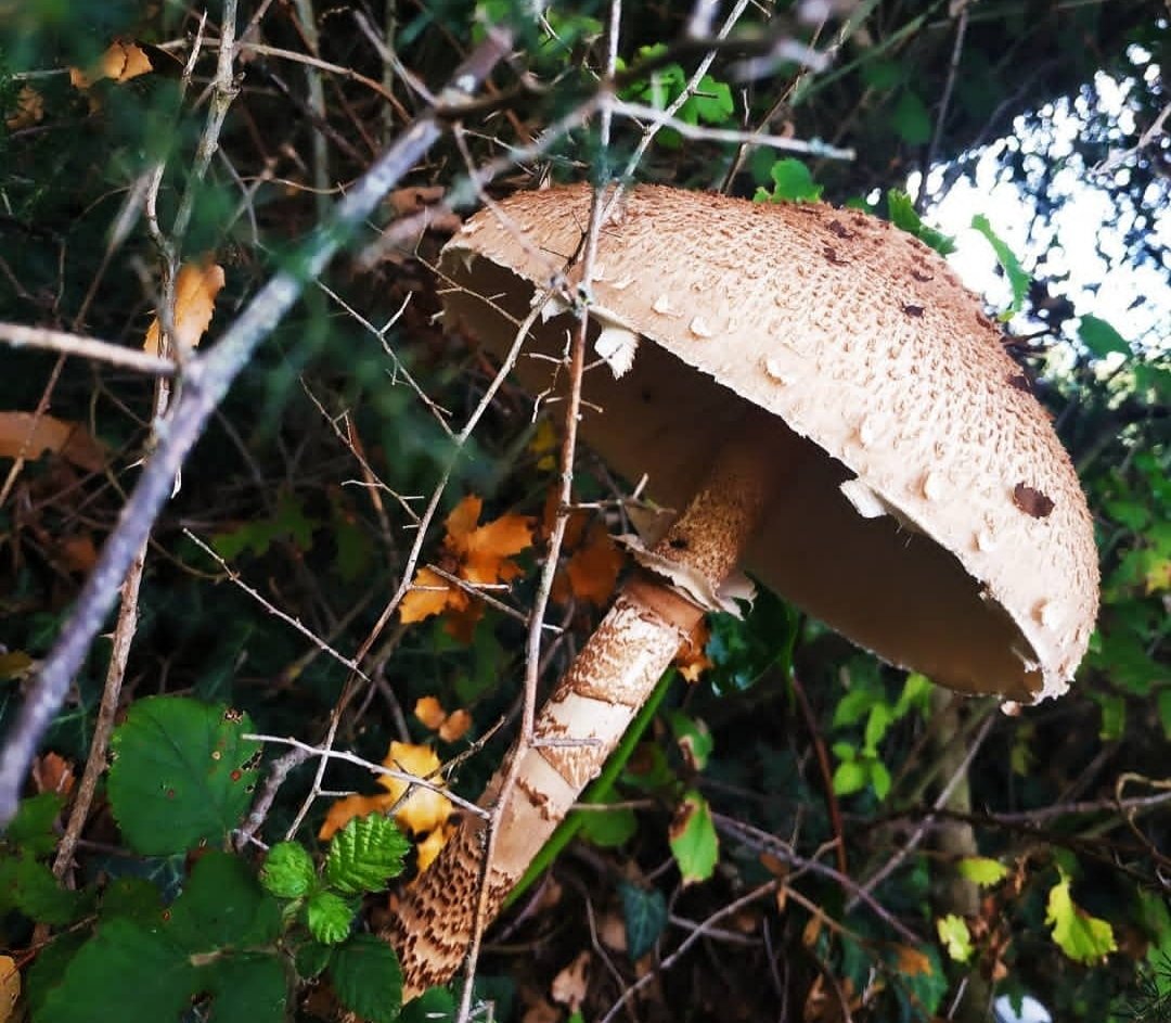 EfiVaroucha's tweet photo. 🍄 Mushroom Hunting

1. Lycoperdon perlatum
2.Macrolepiota procera
3. Hypholoma fasciculare ☠️
4. Geastrum triplex 

#MushroomHunting #Mushroom #WildMushroom #Greece #Nature #NaturePhotography #GreekNature #Lycoperdonperlatum #Macrolepiotaprocera #Hypholomafasciculare #Geastrum https://t.co/5EybmV29Yz