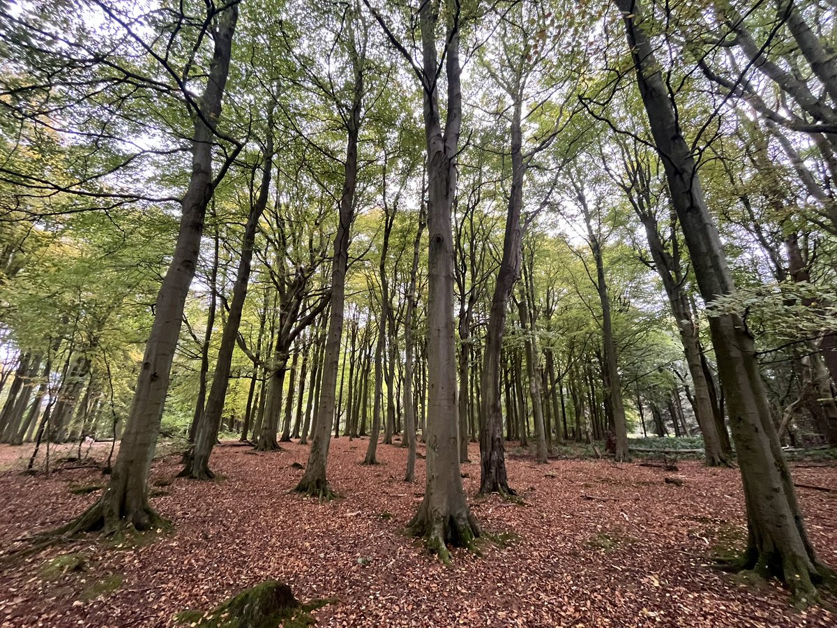 Camperdown Park 🌳 A little (big) bit of green space in Bonnie Dundee #morningdogjogwalk