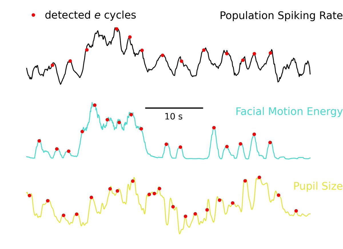 FourierBrain's tweet photo. There are also ultra-slow rhythms that are usually cut off in LFP and EEG by the amplifier but can be accessed by examining network spiking rate changes. These slow cycles seem to be also the basis functions underlying the fluctuations in pupil size and mice facial motion! https://t.co/Xidg8CtUGC