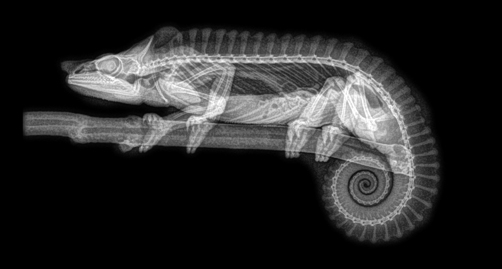 OregonZoo's tweet photo. Our veterinary center health exams often include x-rays, putting the rad back in radiograph and revealing the spooky inner beauty of animals: a thread https://t.co/HoMt0C9GR4