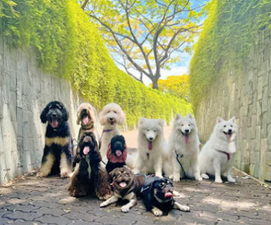 LeeChon02639944's tweet image. Are you looking for the Best #Dogbehaviortraining in #Geylang? Then contact them at #TopDogsAcademy is your trusted partner in providing top-notch care and support for your four-legged family members.

Visit - maps.app.goo.gl/r64Ztj57oqdYJs…