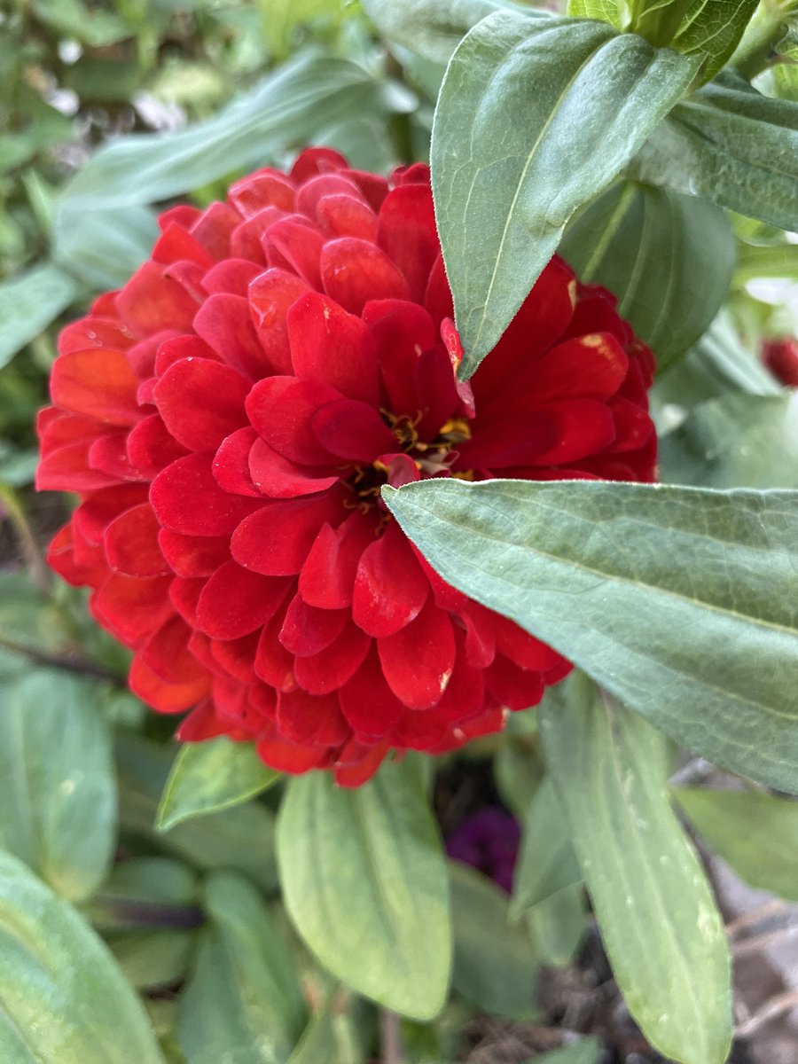 Celise Hamann tweet media