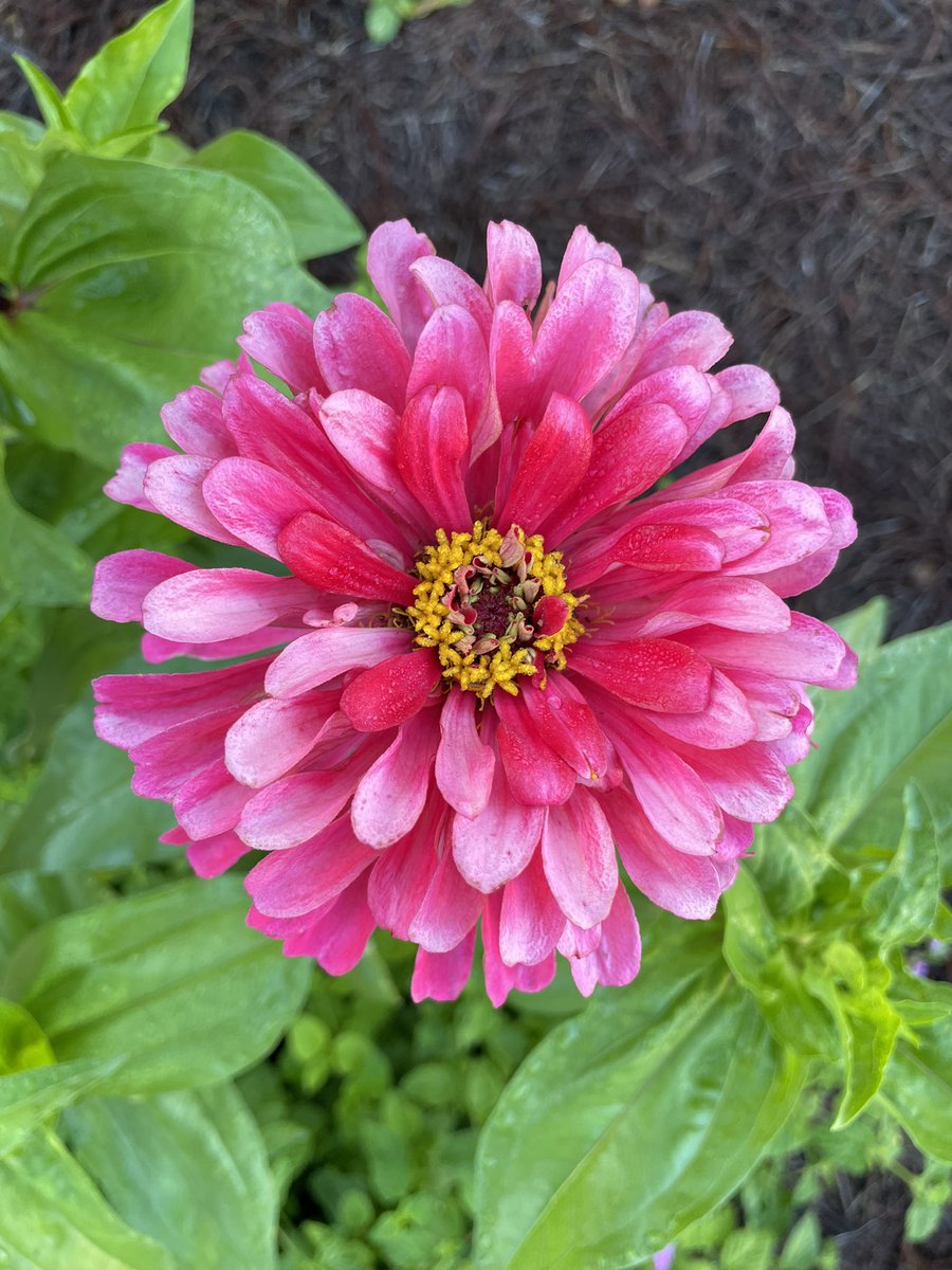 Celise Hamann tweet media