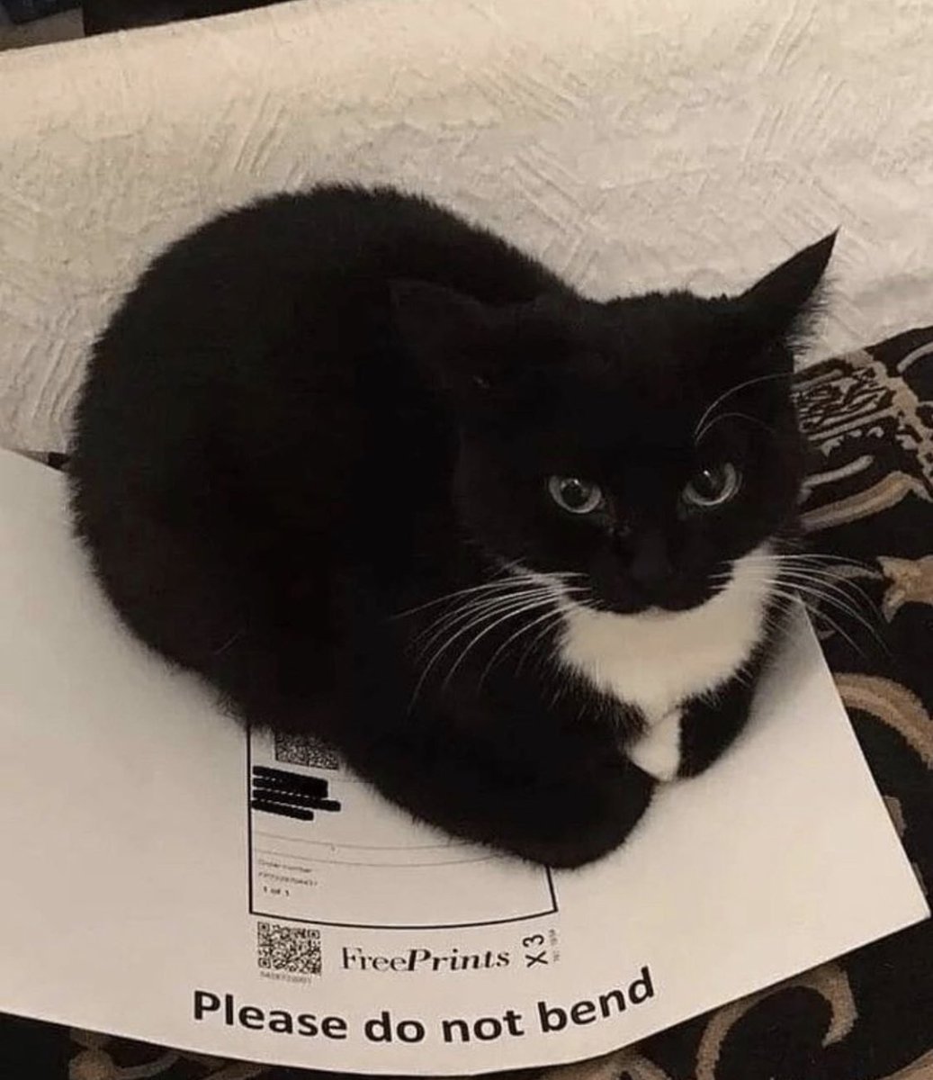 letspetkittens's tweet image. 