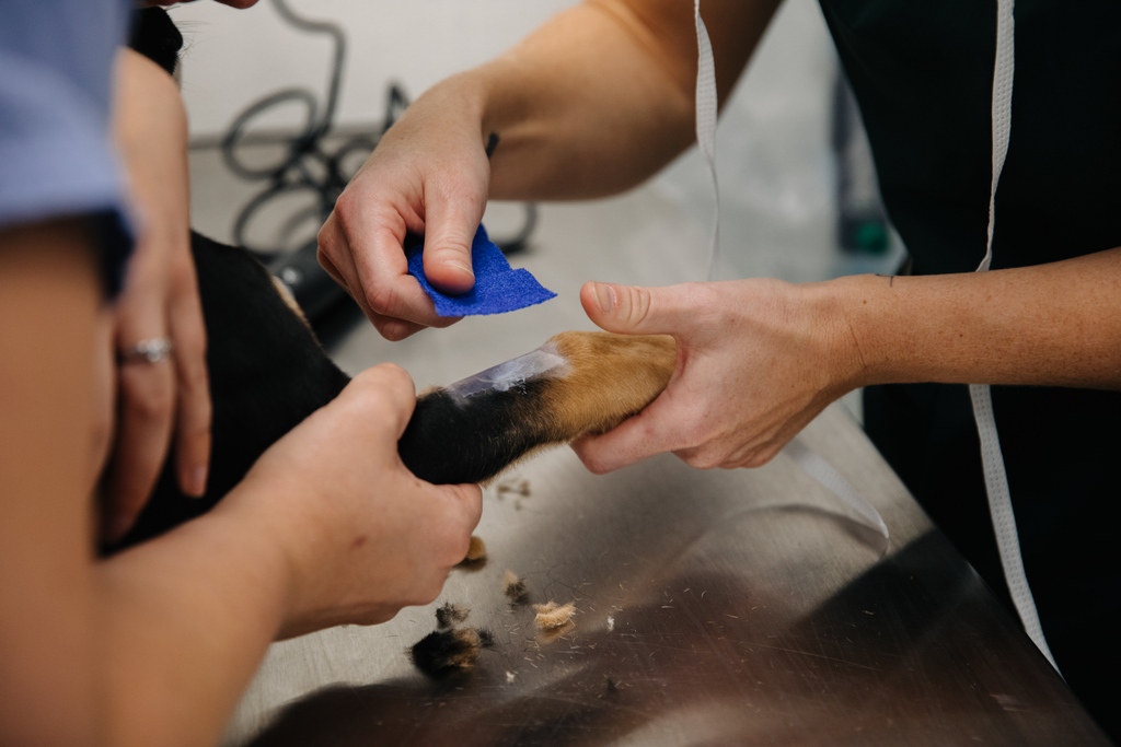msuvets's tweet photo. What is a veterinary nurse?
Licensed veterinary technicians, a.k.a veterinary nurses at MSU, are integral members of the veterinary health care team! Veterinary nurses are compassionate, motivated paraprofessionals dedicated to animal health care. 

#vettechappreciationweek https://t.co/v35DiF2hOu