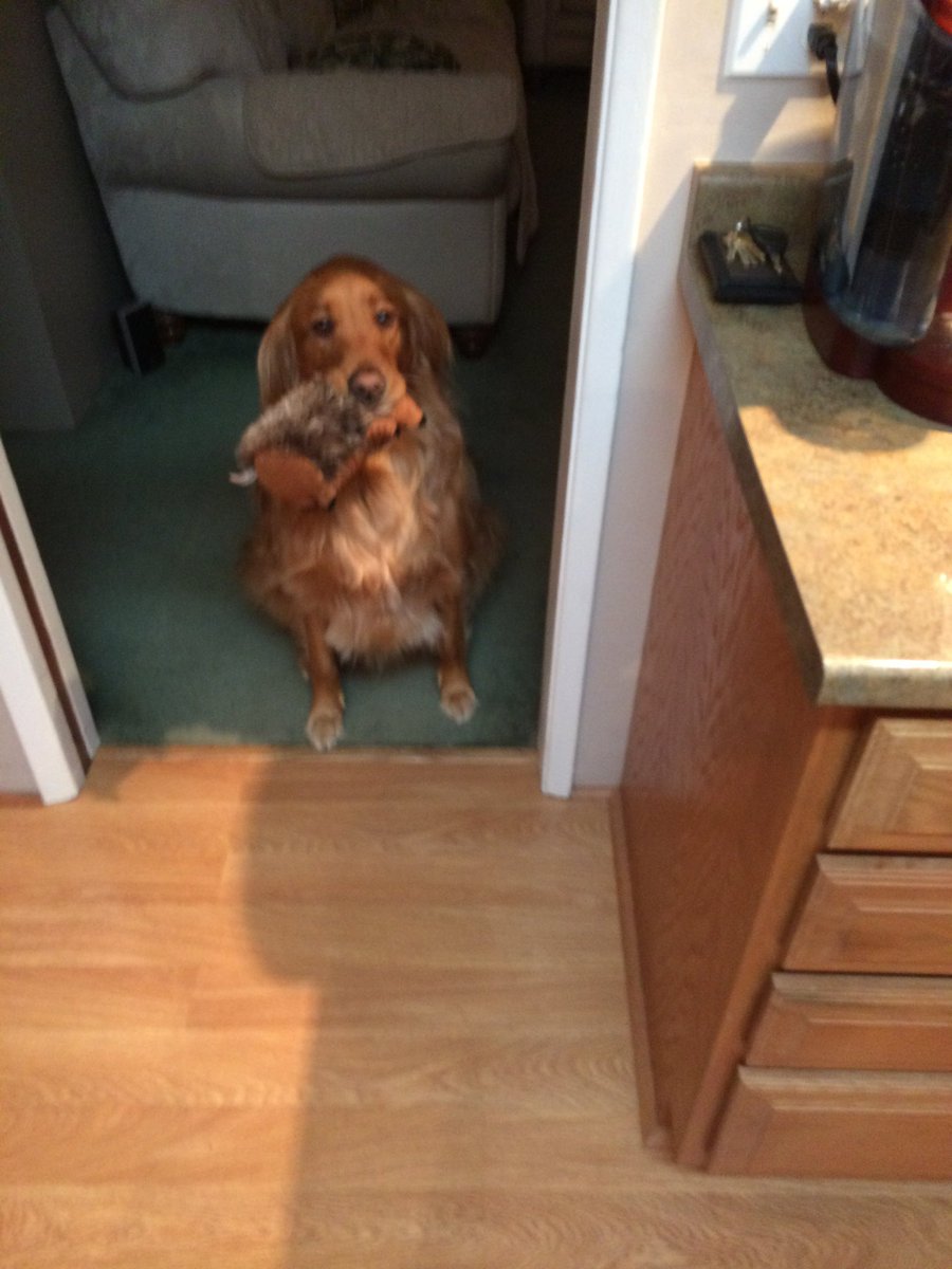 Grace2Amazing's tweet photo. @RichardStiller4 This is so sweet ❤️❤️❤️
my husband still can’t look at pictures of our 4 year old golden she died within 5 days 🙁 I never want to hear that scream again 2 days before she was sent over the rainbow bridge 🙏🏻 ❤️🙏🏻 #Emilyn https://t.co/aEa2H8Q8bB