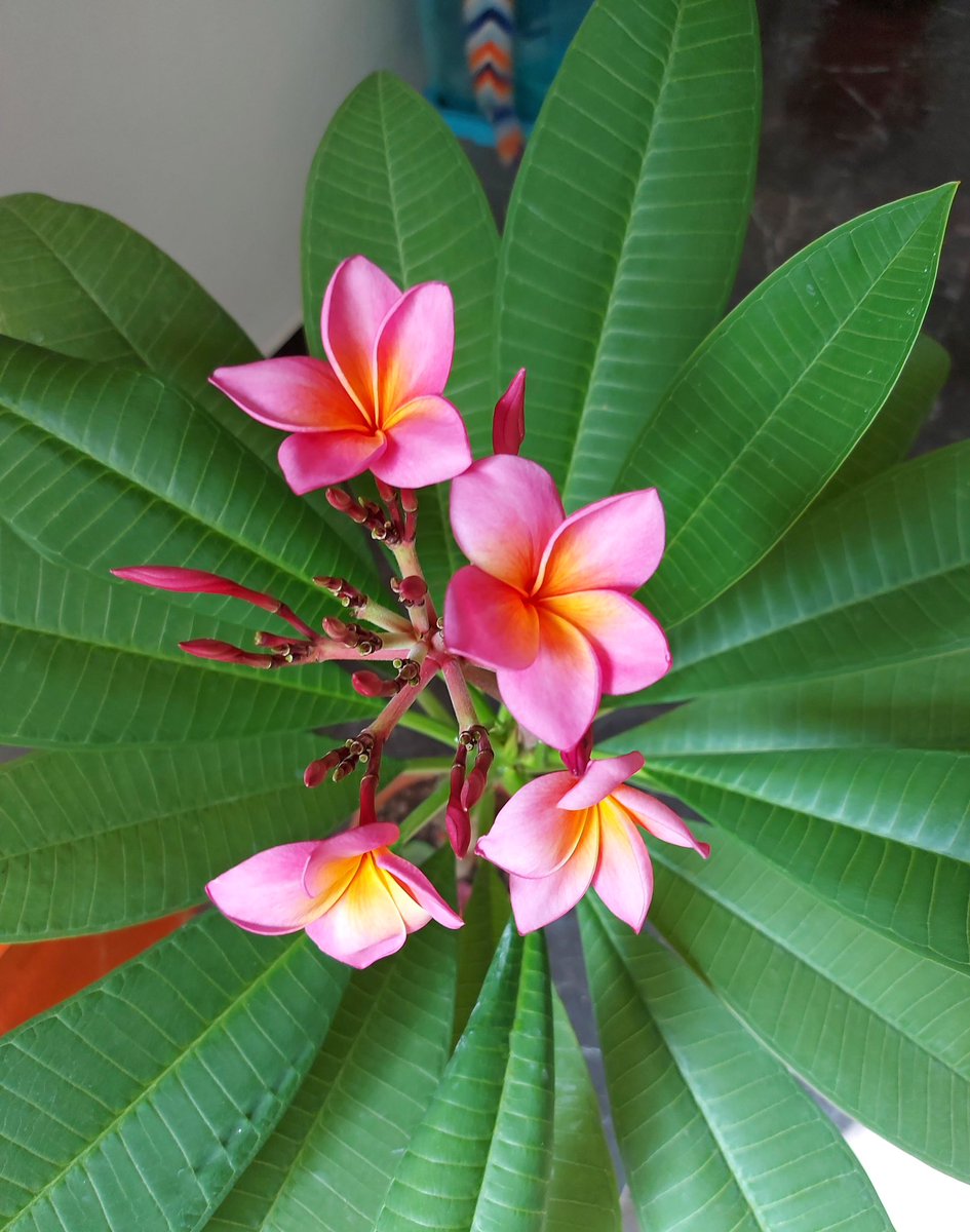megpanos's tweet photo. Plumeria Rubra #greece #attica #plant #plants #plumeria #plumeriarubra #leaf #leaves #bud #buds #flower #flowers https://t.co/MHhMjHYXLG