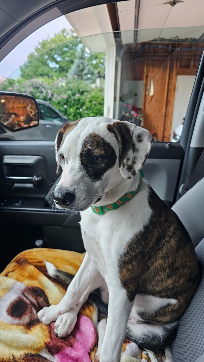 _jnags's tweet photo. @toddmeany @fox8news I heard the crew this morning wanted to meet the dog named Bagel. Well, she is. https://t.co/rBsOnas6cE