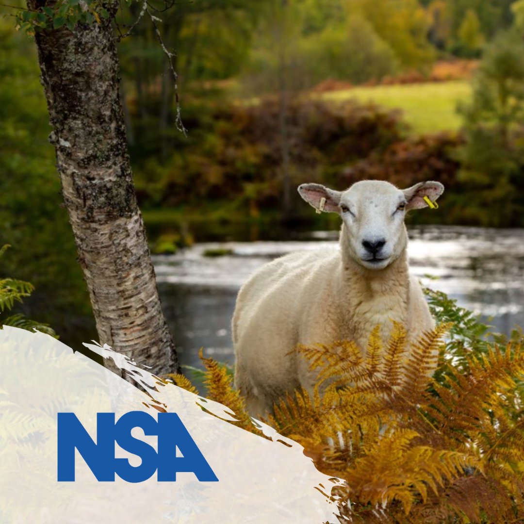 NSA calls for a root and branch review of <a href="/RedTractorFood/">Red Tractor</a> 

The NSA considers the latest actions of Red Tractor to have sideswiped the sheep farming sector once again following the announcement of its Greener Farms Commitment last week.

Read more⤵️
go.nationalsheep.org.uk/vPiCGv