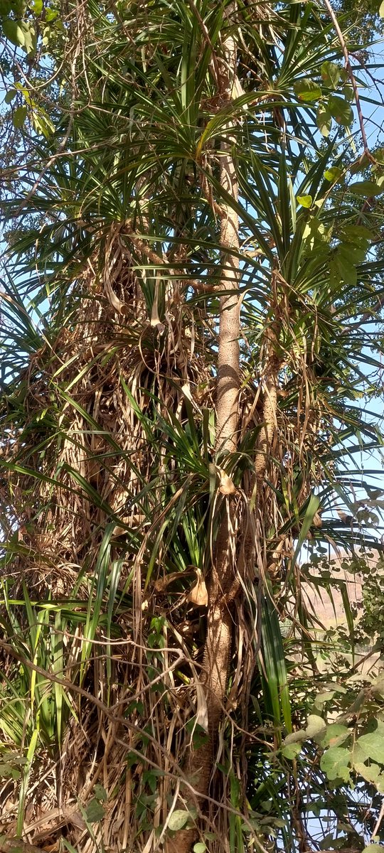 EAHerbarium_NMK's tweet image. #Pandanus kajui (#Pandanaceae) is one of the rare Kenyan endemic species found only in central #Kenya. It occurs in very few number of individuals within its few sub-populations and is currently classified as Endangered according to @IUCNRedList #plants #FloraOfTropicalEastAfrica