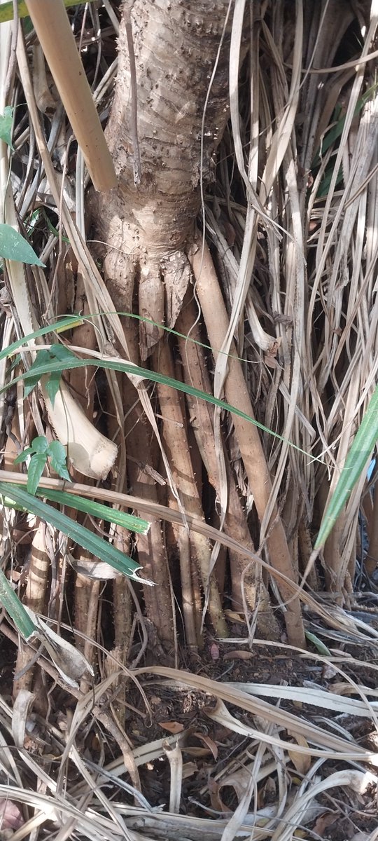 EAHerbarium_NMK's tweet image. #Pandanus kajui (#Pandanaceae) is one of the rare Kenyan endemic species found only in central #Kenya. It occurs in very few number of individuals within its few sub-populations and is currently classified as Endangered according to @IUCNRedList #plants #FloraOfTropicalEastAfrica