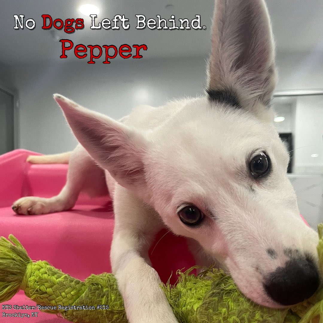 NDogsLB's tweet photo. Pepper loves ❤️ her playtime.
Interested fosters or adopters, please email brandy@nodogsleftbehind.com.
NDLB Rescue & Boutique Adoption Center
NY State Shelter/Rescue Registration #515
Brooklyn, NY
#brooklyn #brooklyndogs #brooklyndoglovers #adoptdontshop #puppies #dogadoption https://t.co/5Bf01JUl2M