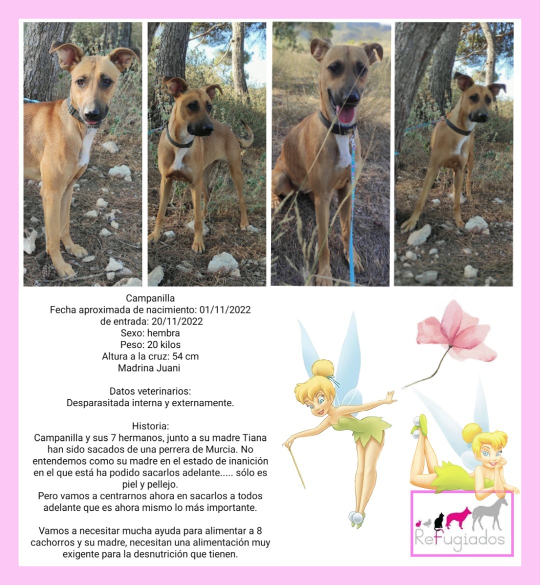 Campanilla
facebook.com/media/set/?set…