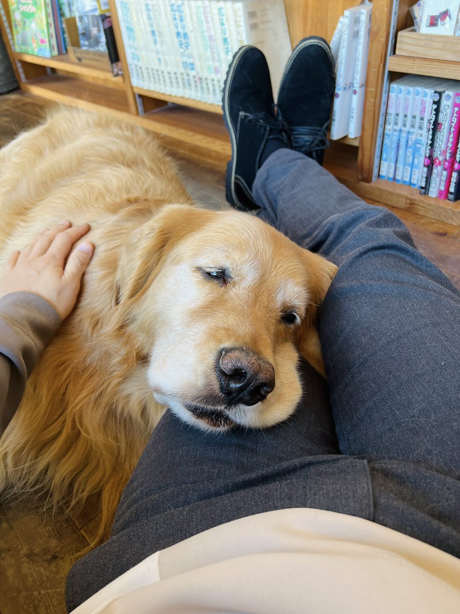 Japanese dog. He says wan-wan!
#OneDayJapan #dog #Japan